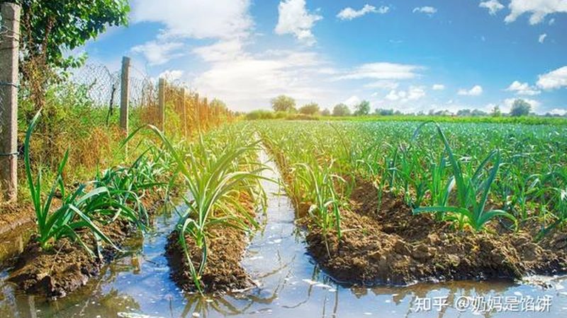 粮食种植公司资质要求：合规之路，品质保障